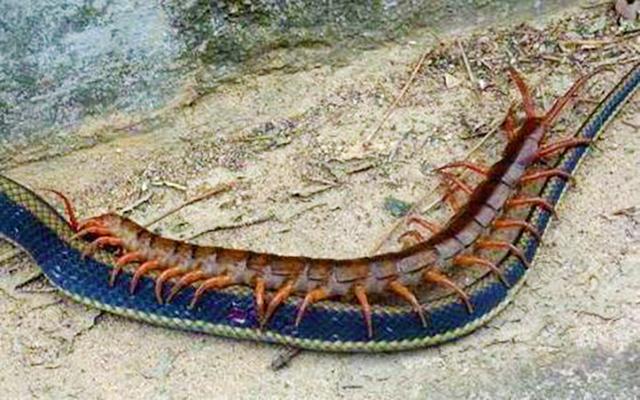 世界上最大的巨型蜈蚣,五毒界的"扛把子",连蛇也敢吃的猛货