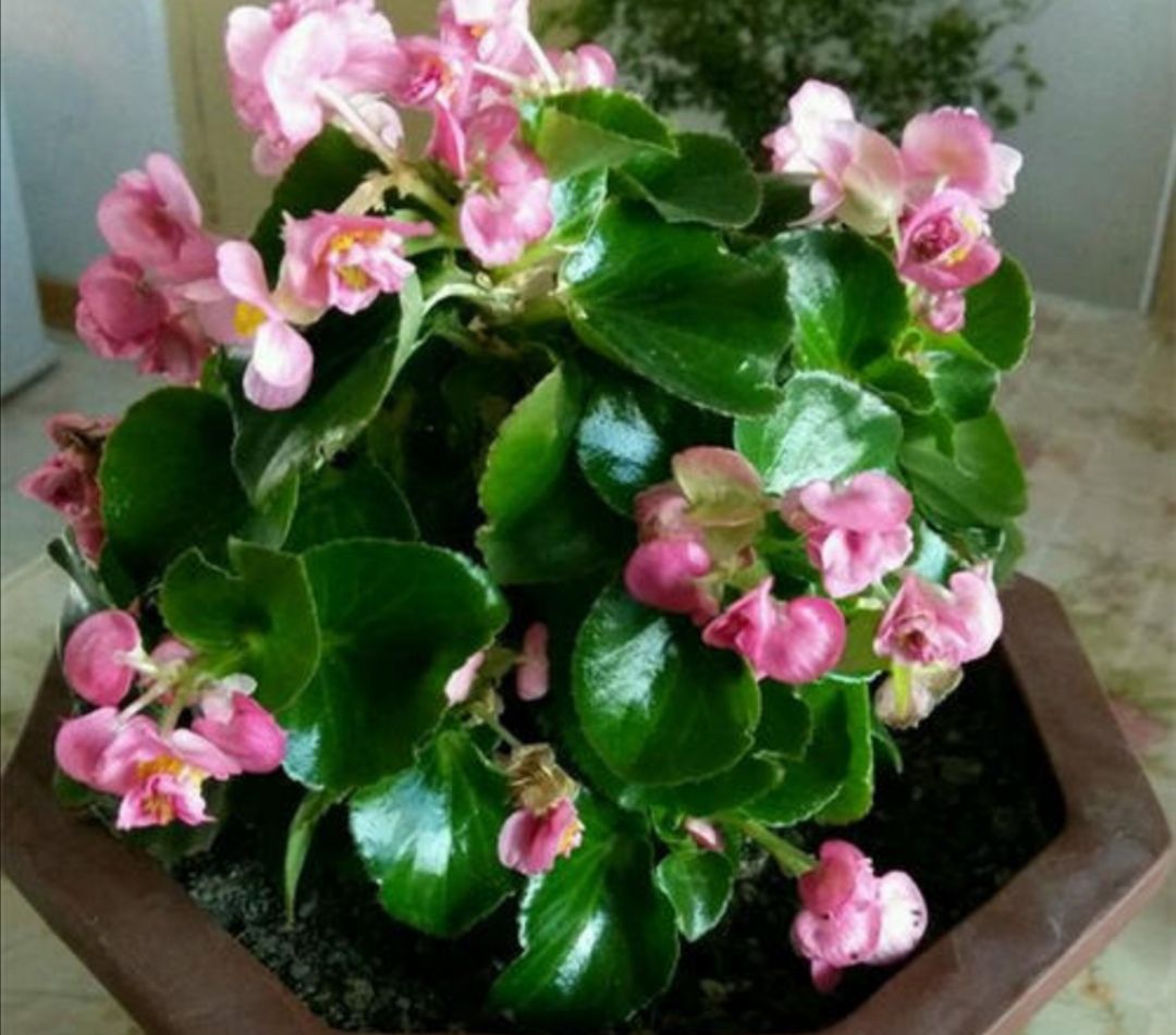 四季海棠不开花,养护方法不正确,做好这几点,花开满盆