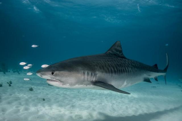 澳洲17岁男孩在海滩冲浪时被鲨鱼咬死，全身多处巨大齿印新南威尔士冲浪鲨鱼