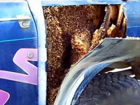 老人听到车里总是传来嗡嗡声，拆开查看后让他十分后怕