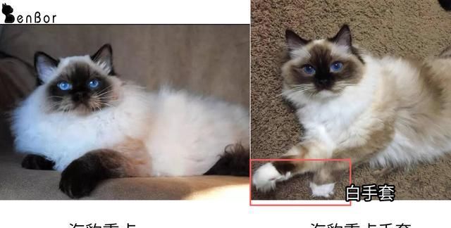 布偶猫花色这么多,了解这六点就知道怎么分辨