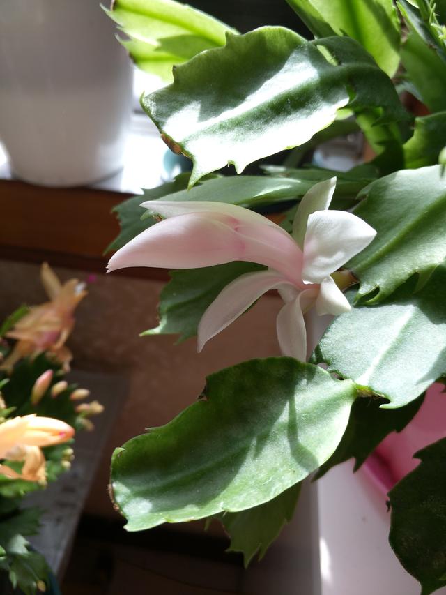 蟹爪兰二次开花养护有技巧,花后这样养,年后赏花到初夏