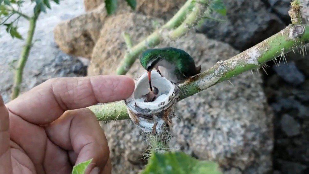 这是一个蜂鸟筑巢的视频——虽然是世界上最小的鸟