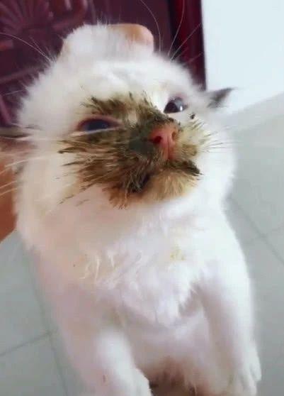 猫咪不为人知的异食癖,狠起来连自己的便便都吃,好奇葩