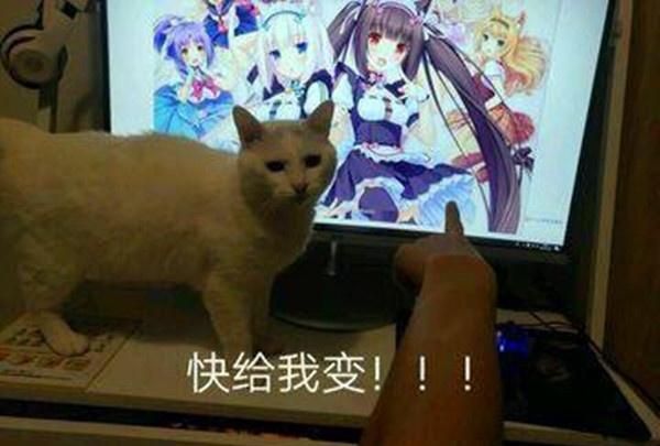 宅男被猫娘萌化,催促自家猫咪快变身萌娘,却被现实狠狠上了一课