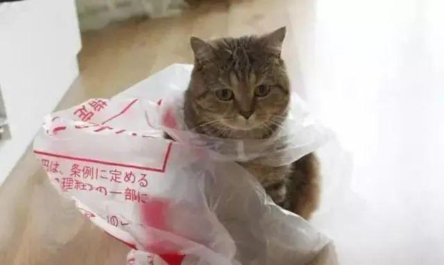 猫咪不为人知的异食癖,狠起来连自己的便便都吃,好奇葩