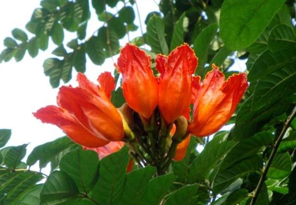 此花就像熊熊火焰鲜艳夺目、异常美丽象征着赢得荣誉!