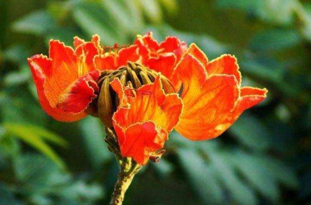 此花就像熊熊火焰鲜艳夺目、异常美丽象征着赢得荣誉!