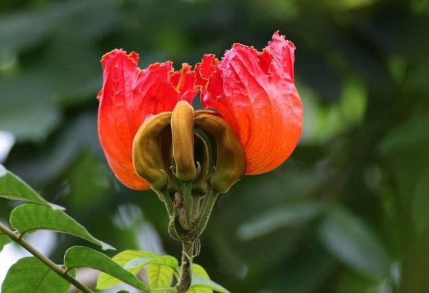 此花就像熊熊火焰鲜艳夺目、异常美丽象征着赢得荣誉!