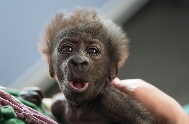母猩猩剖腹产下小猩猩,6周后小猩猩的变化让人开心极了