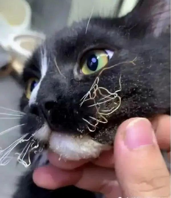 猫咪不为人知的异食癖,狠起来连自己的便便都吃,好奇葩