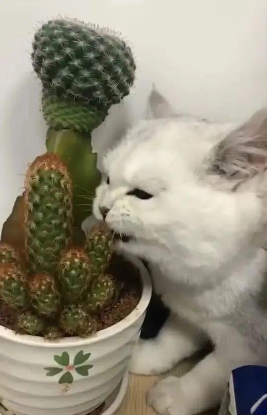 猫咪不为人知的异食癖,狠起来连自己的便便都吃,好奇葩