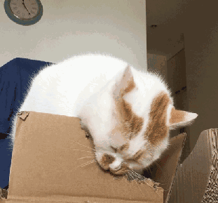 猫咪不为人知的异食癖,狠起来连自己的便便都吃,好奇葩