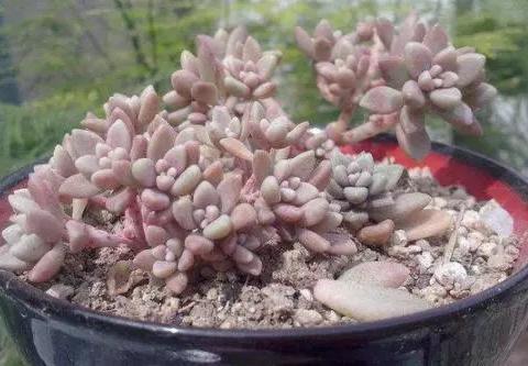 多肉植物有哪些“秘密与烦恼”？...