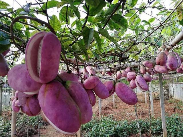 女性容易衰老,多吃此果,预防癌症,美容抗衰老,显得更年轻