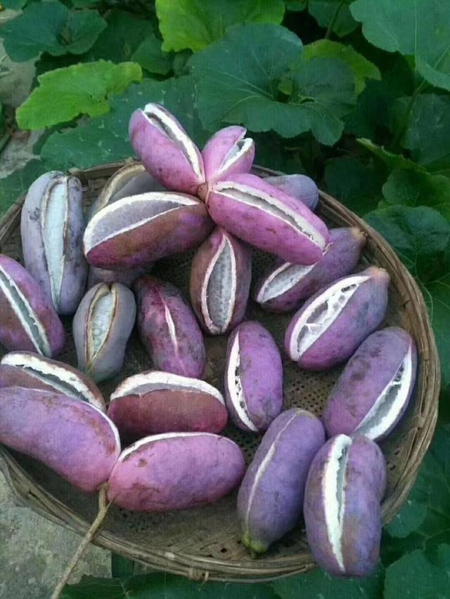 女性容易衰老,多吃此果,预防癌症,美容抗衰老,显得更年轻