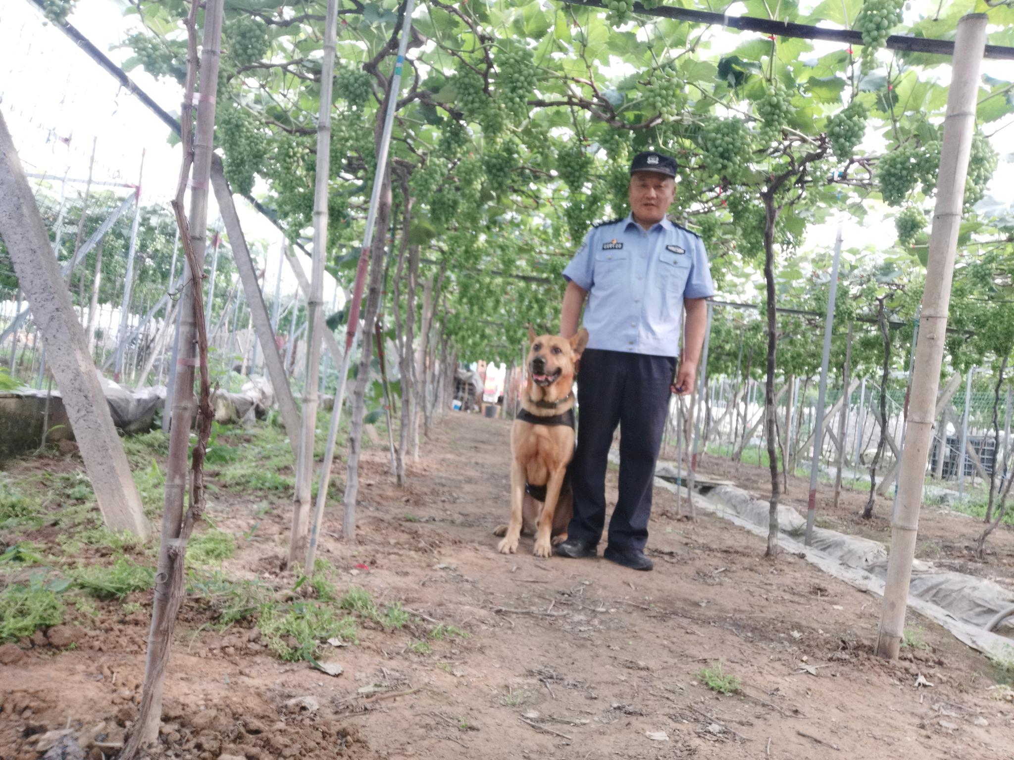 退役警犬养老院的一场“婚礼”