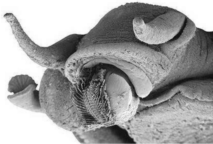 蜗牛为什么是牙齿最多生物,将其放大1千倍,画面让人起