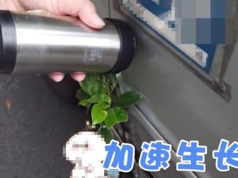 车门长出一棵树，车主养护了三年，车可以不开，树不能死