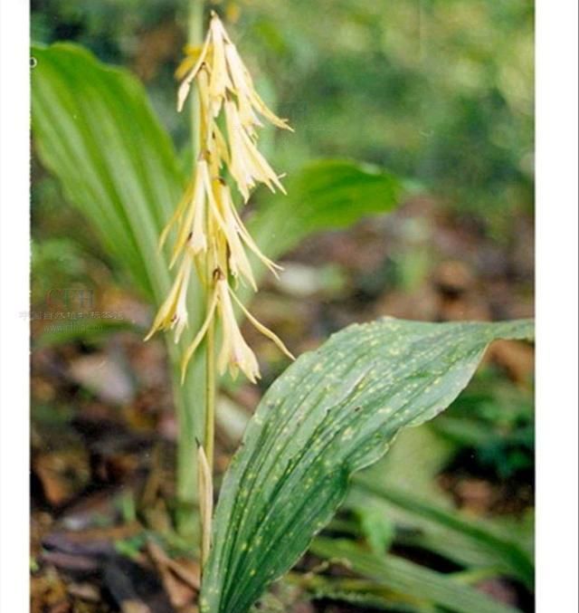 学识中华本草山慈菇