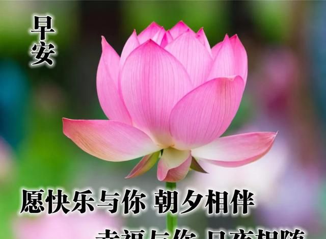 周末新的一天早上好暖心图片愿你人生清凉无边快乐常伴
