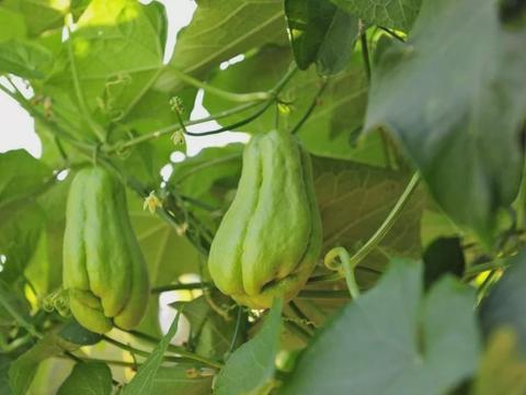 农村的瓜，叫佛手瓜，值得种植