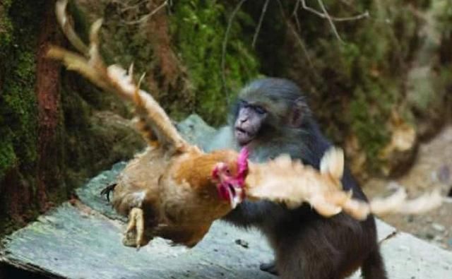 猴子屡次进村捣乱,被村民抓住后,惩罚它的方式让人爆笑!