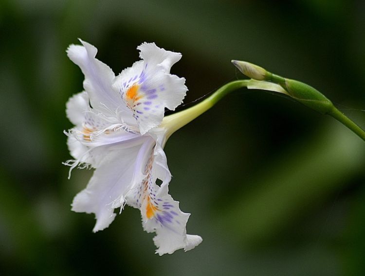 此花被称为花草四雅之一,深受花友们的喜爱,象征着气质高雅