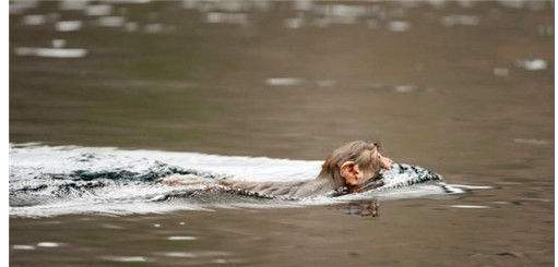 男人在水里游泳,却被奇怪生物拉住,上岸看到东西后吓了一跳休闲区蓝鸢梦想 - Www.slyday.coM 男人在水里游泳,却被奇怪生物拉住,上岸看到东西后吓了一跳休闲区蓝鸢梦想 - Www.slyday.coM
