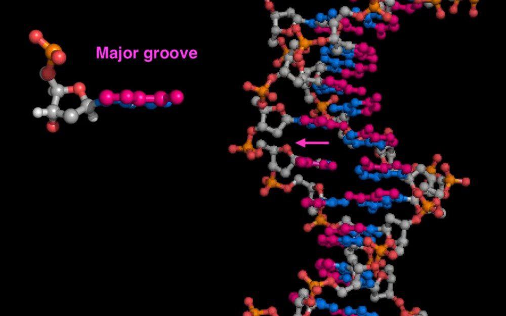 DNA的大小沟槽 DNA major and minor grooves_新浪新闻