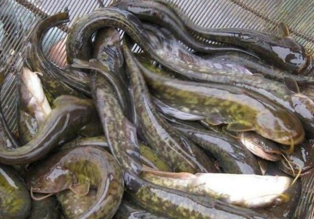 鲶鱼是一种昂贵的无鳞鱼类,一年可养两批,养殖一亩比打工强