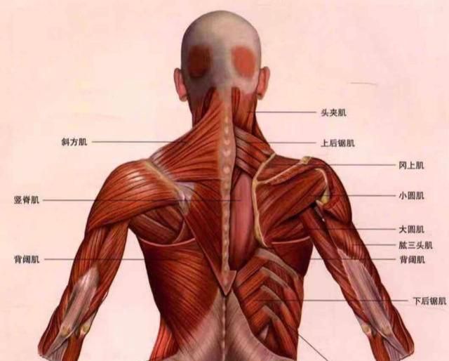 背部肌肉的结构组成如下图所示,上部分有斜方肌,小圆肌,岗下肌,大圆肌