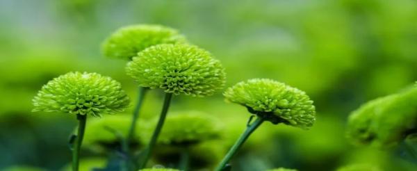 眼睛是心灵的窗户,如何缓解眼睛疲劳?|玉米|视力|心灵