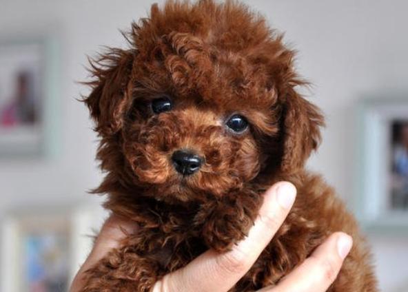 想养泰迪犬的注意了这6种泰迪犬不值得购买