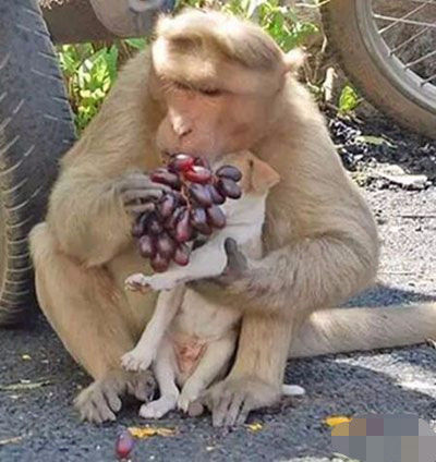 猴子妈妈对流浪幼犬爱护有加，附近村民却替它们担心不已
