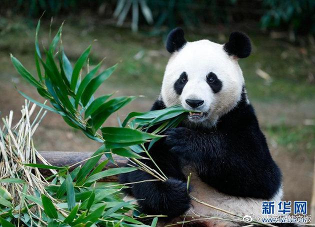 首只旅韩大熊猫幼仔诞生 韩网友:好可爱,要健康成长