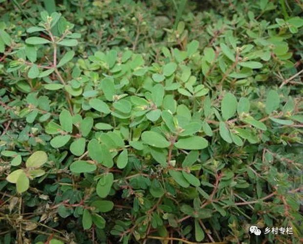 农村墙角一野草,又叫"血见愁,是一味止血神药,可别小瞧了!