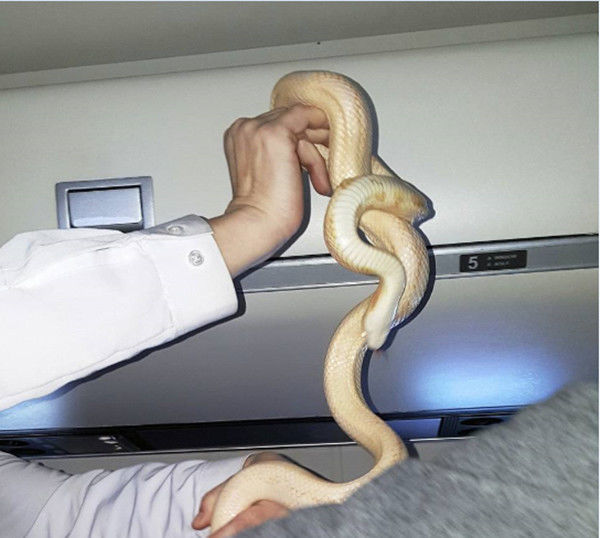 女子乘飞机老听见怪响,低头一看魂都吓飞,空姐这个动作堪称典范