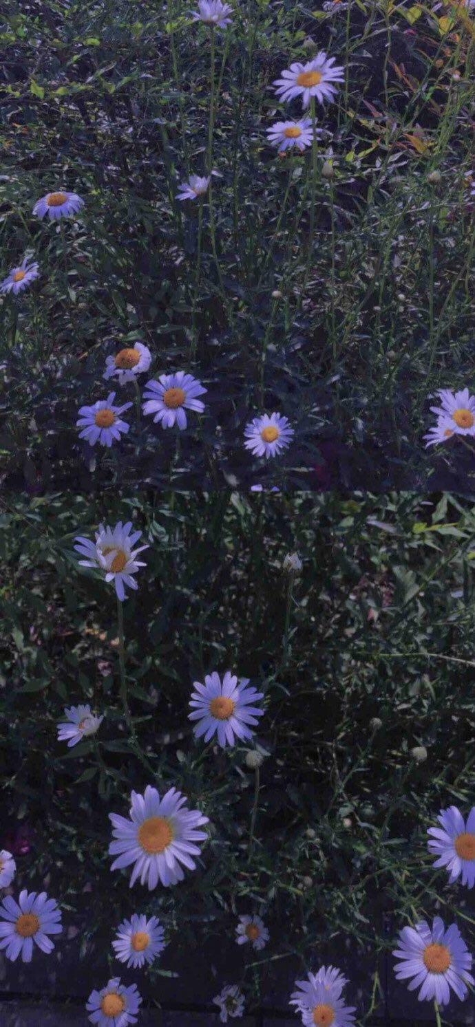 生活当中很感性，遇到事儿很爱慌的星座