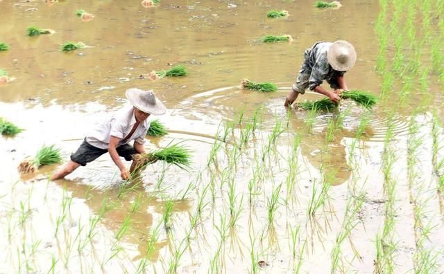 中国农夫弯腰插秧,缅甸农民则站着插秧,一个更快,一个