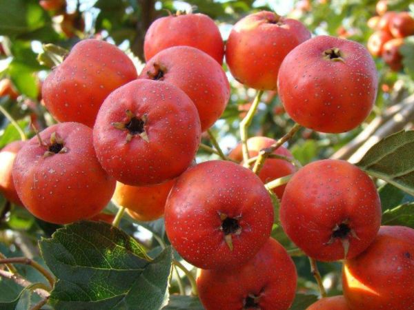 女人要远离“乳腺癌”,常吃四种天然“黄体酮”,调节体内雌激素