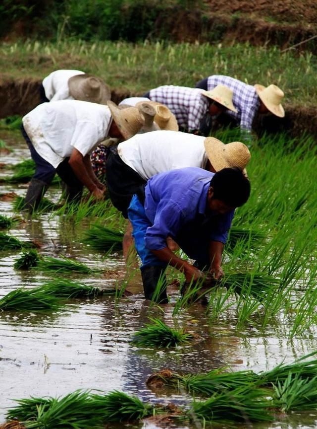 中国农夫弯腰插秧,缅甸农民则站着插秧,一个更快,一个