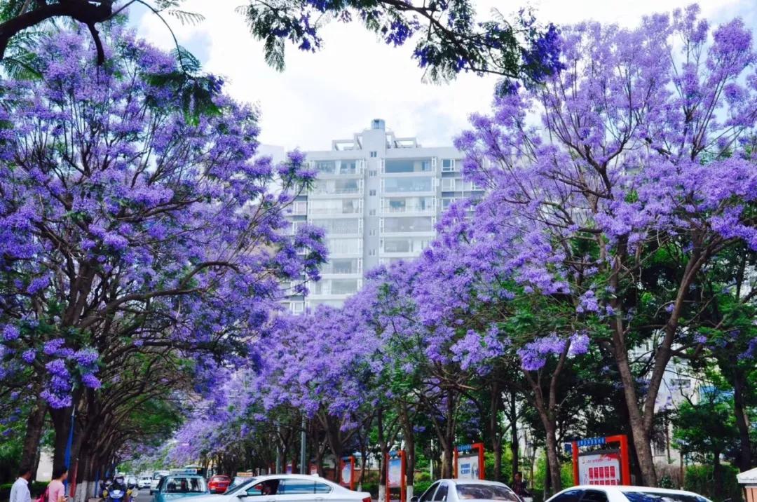 昆明的人还是幸福的   因为每月都有不同的"花街"可赏   3月樱花的