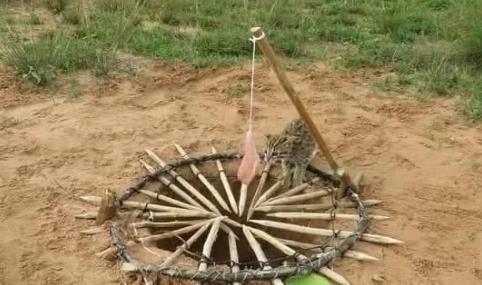 男子制作特殊工具捕捉野猪加餐猎物上钩后大家都尴尬了