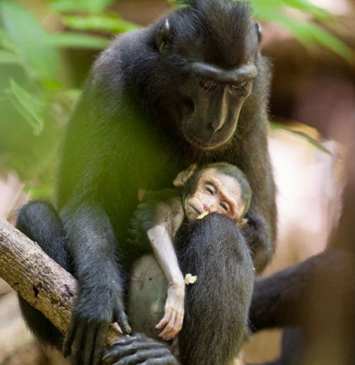 猕猴妈妈紧抱猴宝宝尸体两天：给猴宝宝梳理毛发、喂奶！