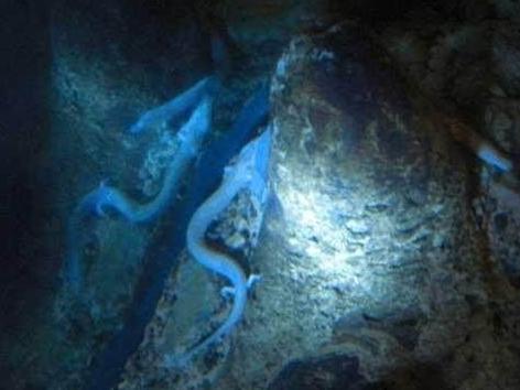 С����������������������ؼ�����������ר�ҵĻ����Ƿ�����