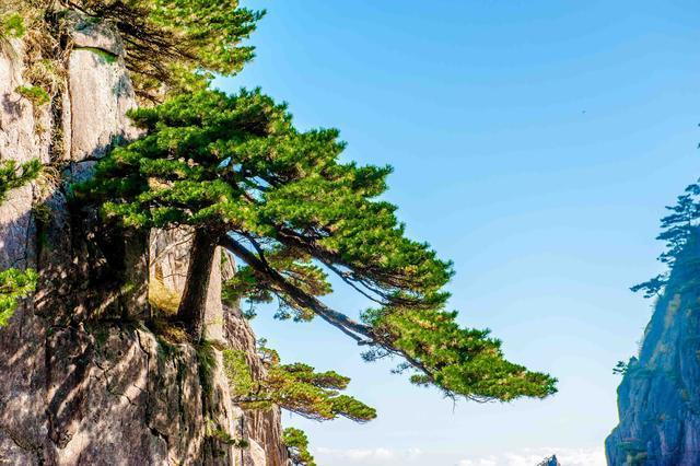 这里是黄山最值得去玩的大峡谷!风景宛如仙境,去过的人都说好