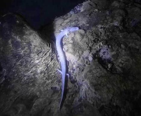 С����������������������ؼ�����������ר�ҵĻ����Ƿ�����