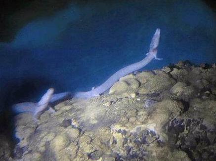 С����������������������ؼ�����������ר�ҵĻ����Ƿ�����