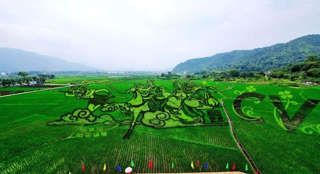 浙江永嘉：稻田艺术画 助力古村游